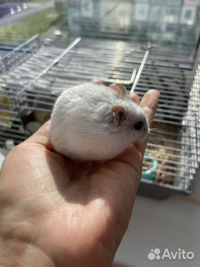 Клетка с хомяком