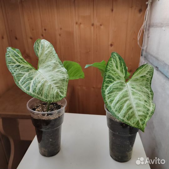 Сингониум батерфляй