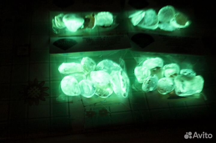 Ракушка скафарка светится в темноте