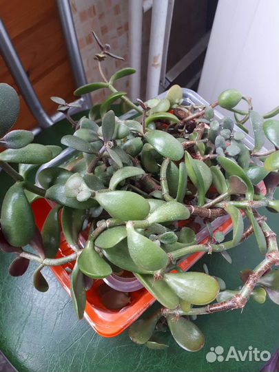 Денежное дерево толстянка