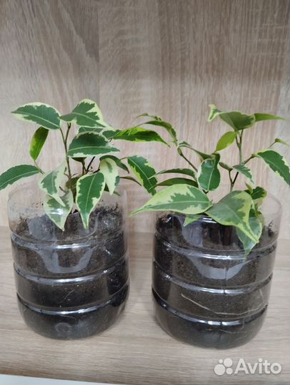 Фикус бенджамина