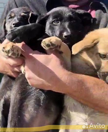 Милые девочки (метисы лабрадора) в поисках дома