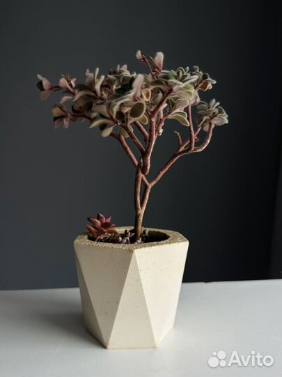 Аизризон в бетонном горшке ручной работы