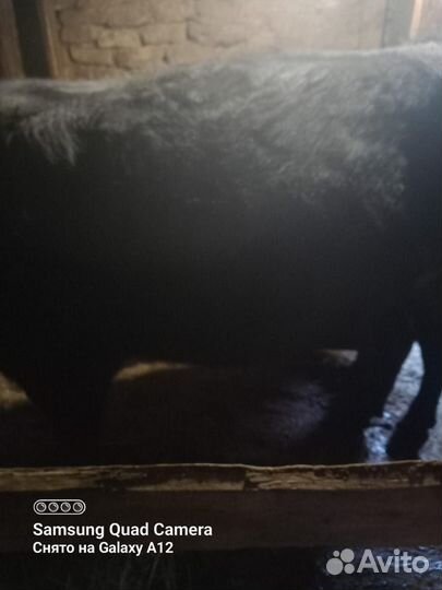 Бык на откорме