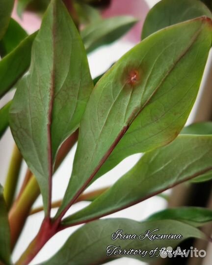 Пион. Полимерная глина. Ручная работа