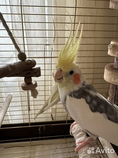 Попугай корелла с клеткой