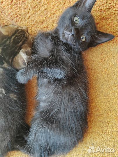 Отдам в добрые руки котят