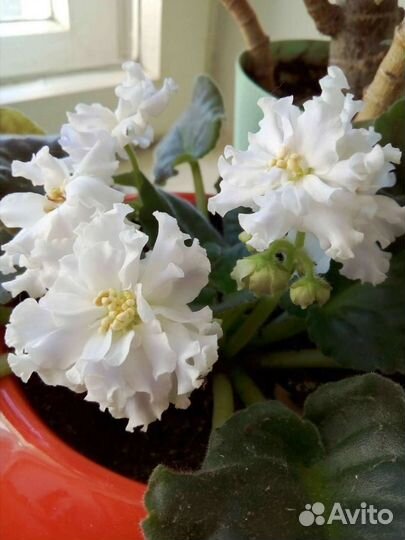 Детки фиалок и взрослые растения