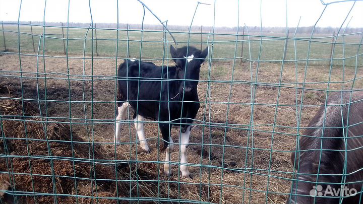 Продаются телки