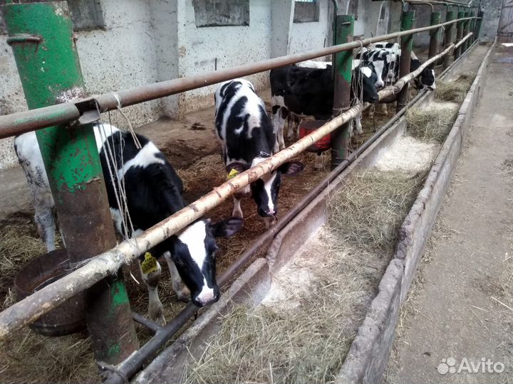 Телятаи и бычки доставка