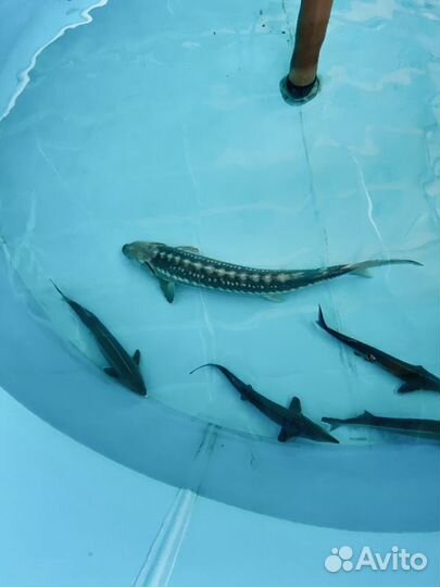 Малек на выпуск