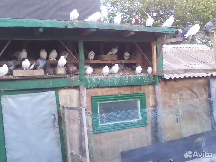 Продажа бакинских голубей