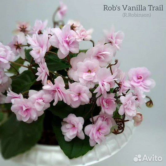 Сортовые фиалки