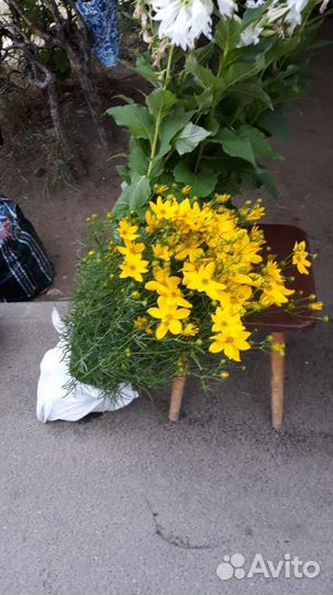 Многолетники