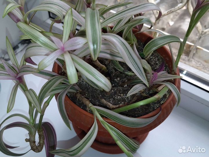 Традесканция трёхцветная