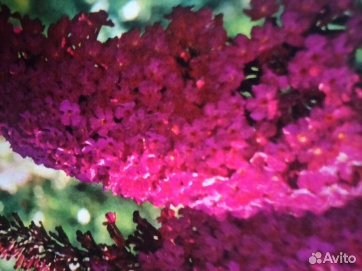 Каштан.Фундук.Шефердия.Жасмин