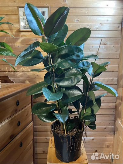 Фикус эластика Робуста D-27 /H-100, 3 ствола