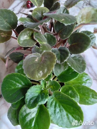 Сортовые фиалки цветущие и детки