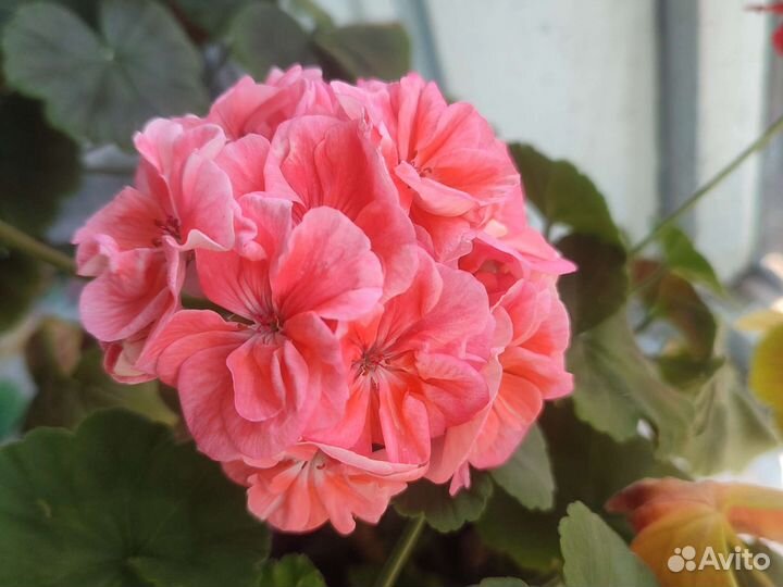 Пеларгония душистая (герань)