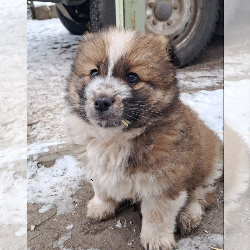 Щенок в добрые руки бесплатно