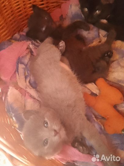 Два милых пушистых комочка ищут дом