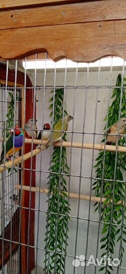 Гульдовы амодины молодые