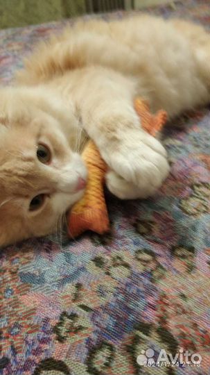 Кот