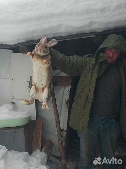 Продам кроликов породы Фландерс