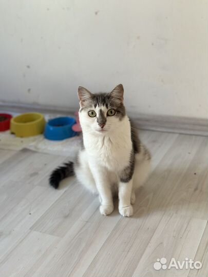 Кошка Луша ищет дом