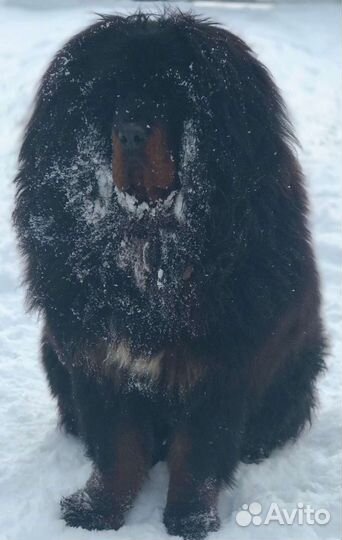 Собака тибетский мастиф пара