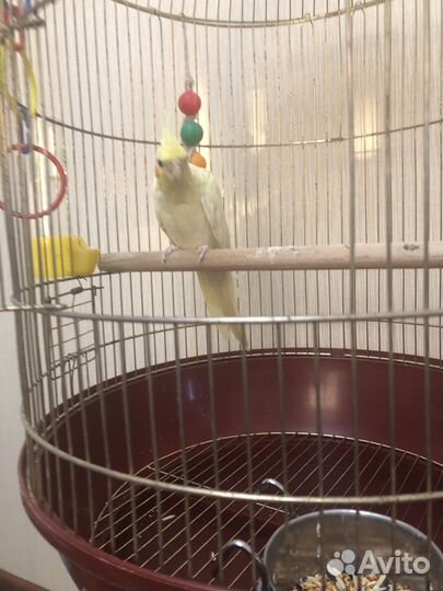 Продается попугай Корелл с клеткой, возраст 5 мес