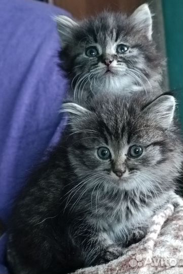 Кошки в добрые руки
