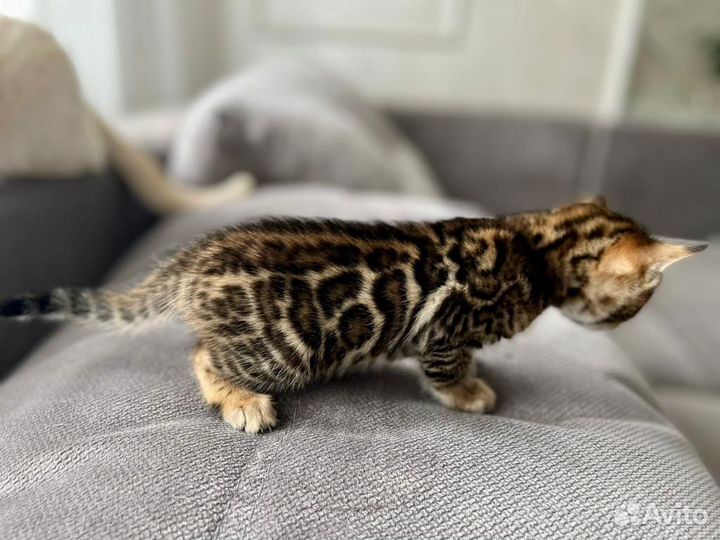 Бенгальские котята