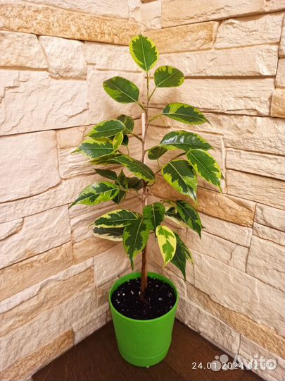 Спатифиллум Джемини(обн. 03.03.2024)