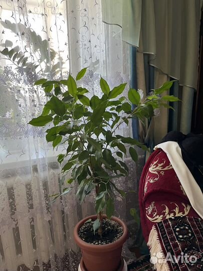 Фикус бенджамина