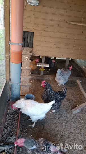 Курятник для кур
