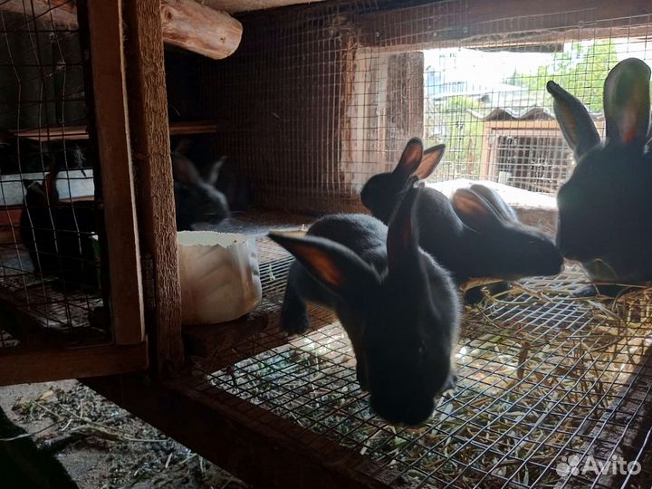 Кролики советское серебро