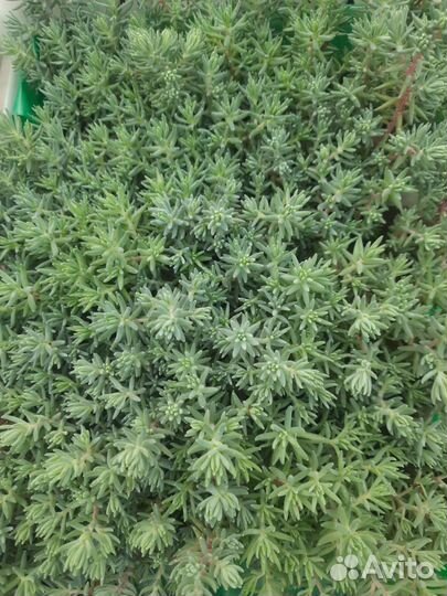 Почвопокровники