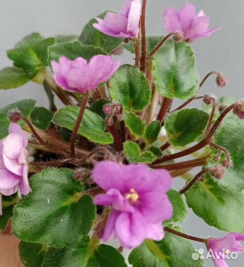 Детки сортовых фиалок