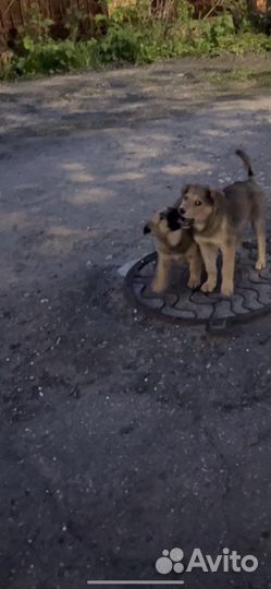 Щенок-девочка