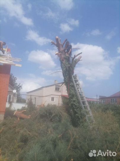 Спил деревьев