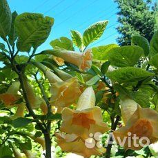 Продам элитные сорта бругмансии