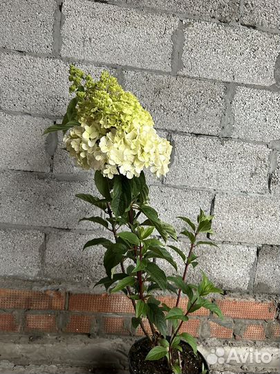 Гортензия метельчатая