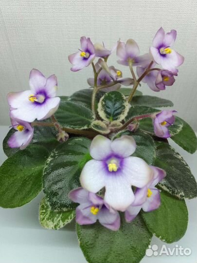 Фиалки мини и полумини