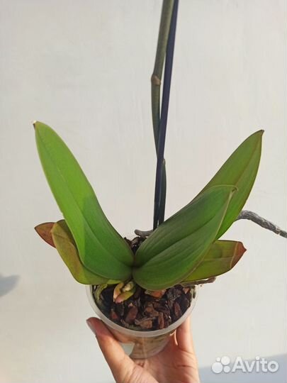 Орхидея фаленопсис 