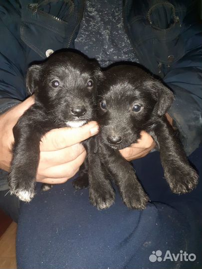 Отдам двух щенков в добрые руки