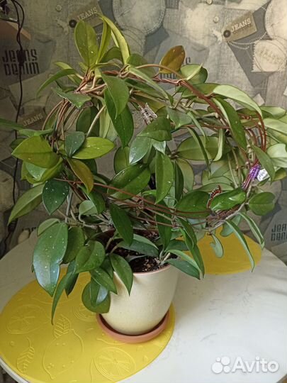 Хойя карноза