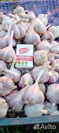 Чеснок зимний