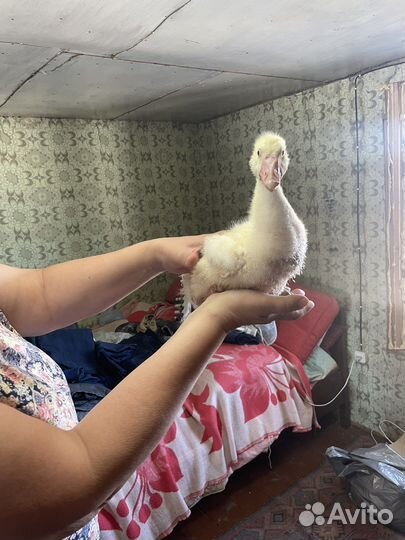 Мускусные утки семья