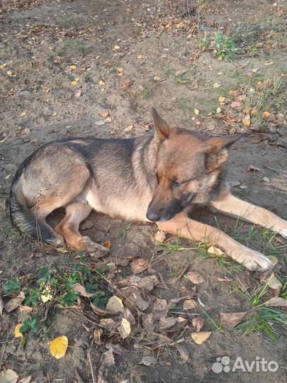 Метис немецкой овчарки